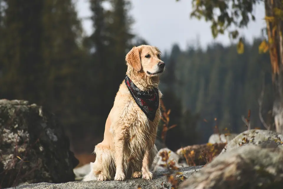 Golden retriever con un pañuelo al cuello, sentado en unas rocas del bosque