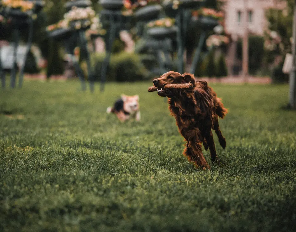 Dos perros corriendo por un parque
